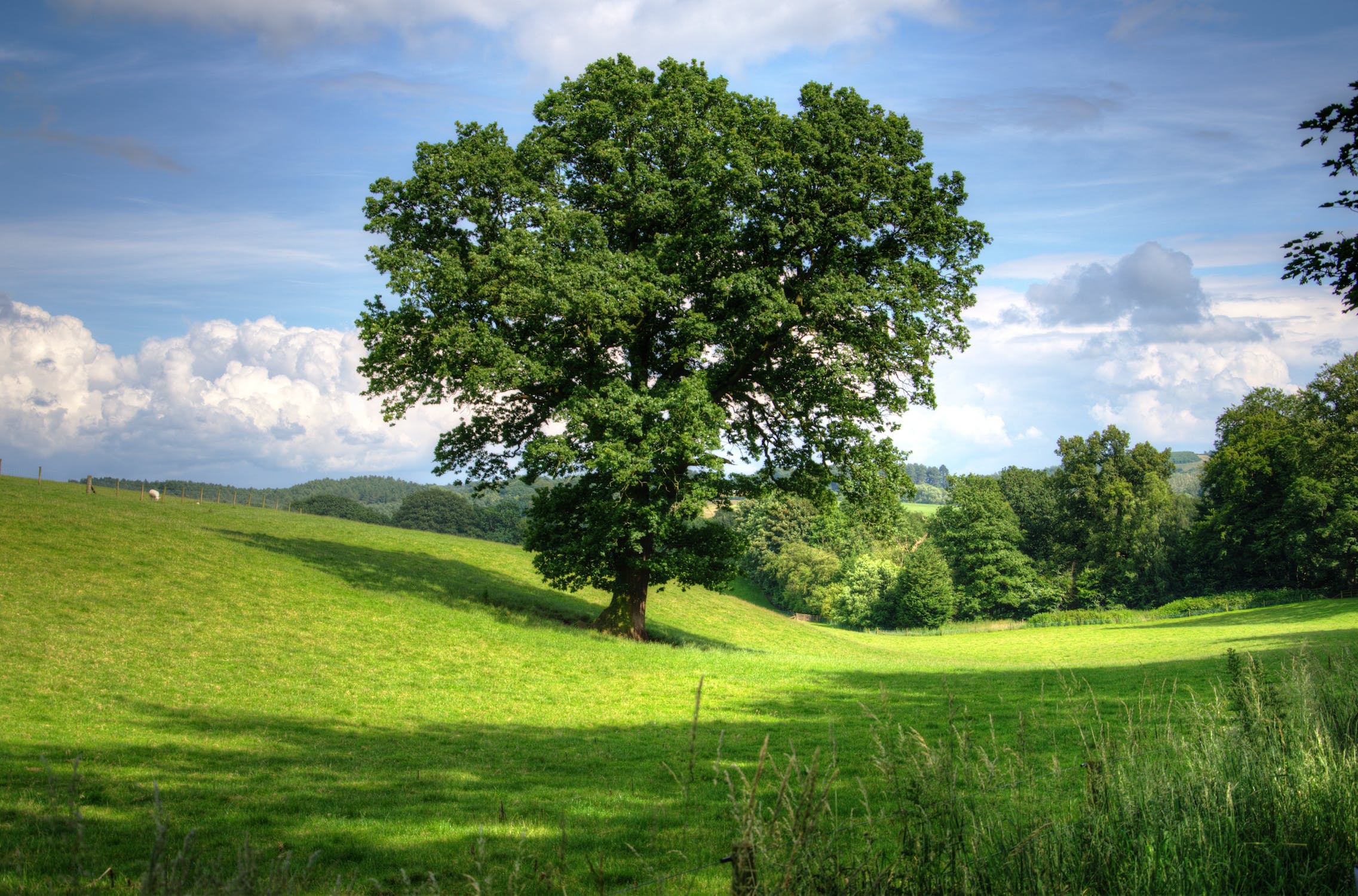 Oak tree in a green landscape view